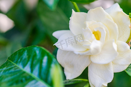 白色鲜花摄影照片_花园里盛开的白色栀子花