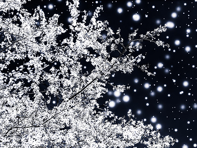 促销冬季摄影照片_圣诞、新年黑色花卉背景、节日贺卡设计、花树和雪花作为奢华美容品牌的冬季促销背景
