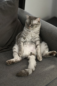 可爱的虎斑猫睡在灰色舒适的沙发上，姿势有趣。