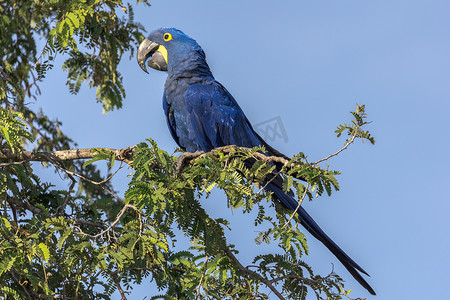 潘塔纳尔摄影照片_风信子金刚鹦鹉坐在树枝上，潘塔纳尔湿地，巴西