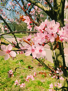 苹果树花开，春天花开