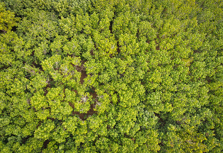 鸟瞰林树环境森林自然背景、绿树顶景森林的质地、橡胶种植园与橡胶树农业