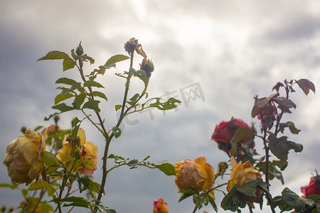 美丽的粉色和黄色玫瑰花，灌木枝上有光泽和绿色的叶子，映衬着蓝色多云的天空和阳光。