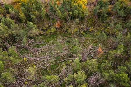德国针叶林风暴和干旱造成的天皇式森林枯死的鸟瞰图