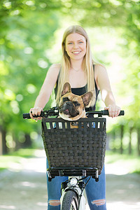 法国斗牛犬在城市公园的自行车篮里享受骑行