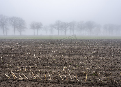 荷兰乌得勒支附近冬季风景迷蒙的田野中光秃秃的橡树的剪影