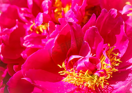 国潮牡丹花摄影照片_抽象花卉背景，粉红色火热牡丹花瓣。