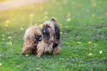 有趣的西施犬在秋天愉快的一天出去散步