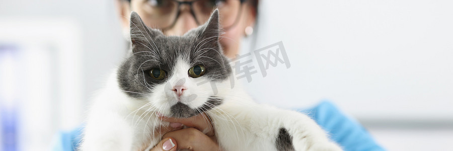 女兽医在诊所特写中抱着毛茸茸的猫