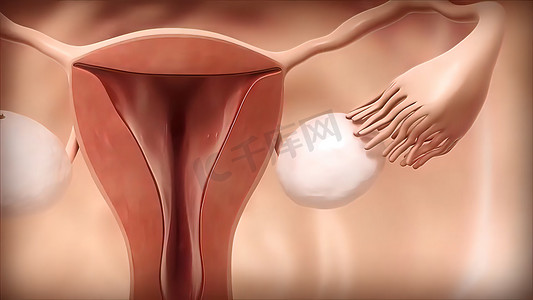 3D 医学插图女性生殖系统、月经周期