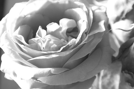 一朵玫瑰花的特写，黑白摄影，单色，极简主义