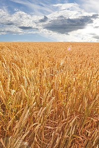 白天在农村农场收获的小麦穗特写。