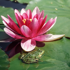 一朵睡莲摄影照片_一朵粉红色的百合花和一只绿色的青蛙坐在它旁边的一片绿叶上。