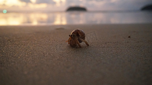 长着可爱眼睛的寄居蟹在沙滩上奔跑。