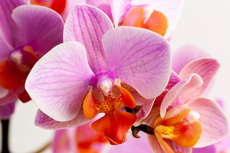 美丽的紫色蝴蝶兰花，白色背景。