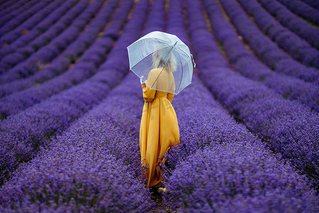 雨天，薰衣草田里的中年妇女打着伞散步，享受香薰。