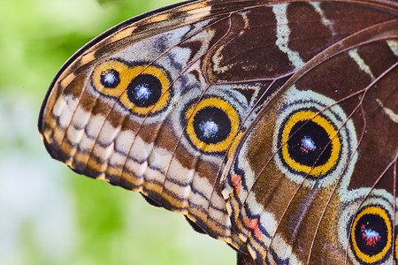 蝴蝶翅膀摄影照片_猫头鹰蝴蝶翅膀上的斑点细节