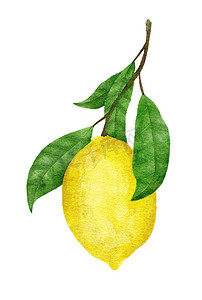 手绘海报摄影照片_水彩手绘插图，配有黄色成熟的地中海柠檬和绿色优雅的叶子。