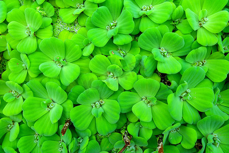 绿色 Pistia 或水卷心菜漂浮在池塘里。