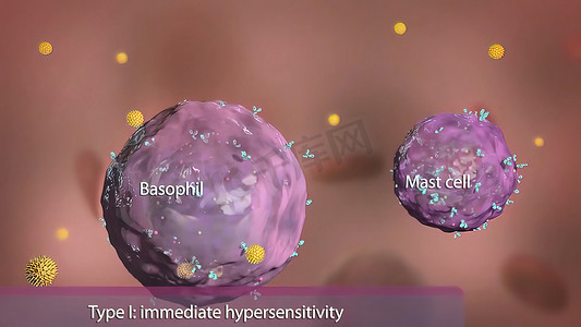 免疫系统中的嗜碱性粒细胞和肥大细胞