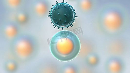 细菌免疫摄影照片_免疫介导疾病中的淋巴细胞增殖。