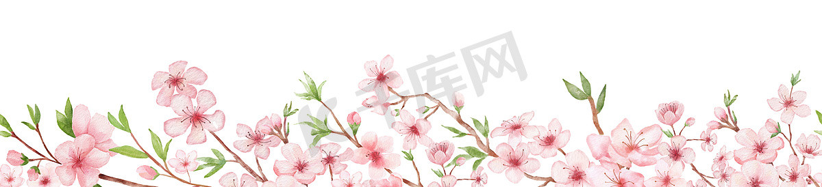 樱花水彩无缝边框在白色背景上的分支。