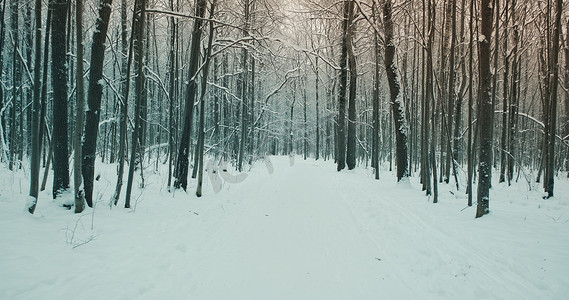 下雪的冬天路在一个阴沉的森林公园。