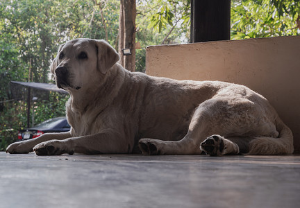 白色拉布拉多猎犬肖像坐在水泥地板上放松时间舒适。