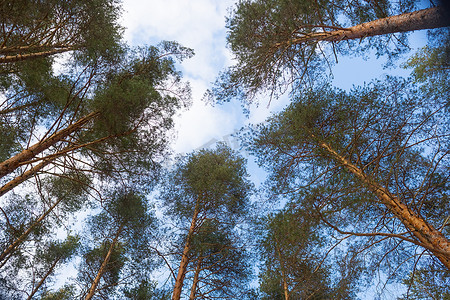 仰望森林视角。从地面看蓝天的高大松树。自然保护区常绿原始森林中高大古树的底视图。非常高大的树的风景