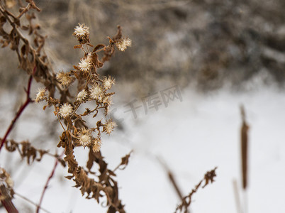 雪和寒冷的气温导致植物干燥