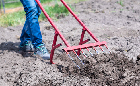 一位穿着牛仔裤的农民用红色叉形铲子挖地。