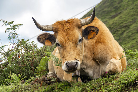 Casina Cow，西班牙库埃拉山脉保护区