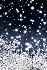圣诞、新年黑色花卉背景、节日贺卡设计、花树和雪花作为奢华美容品牌的冬季促销背景