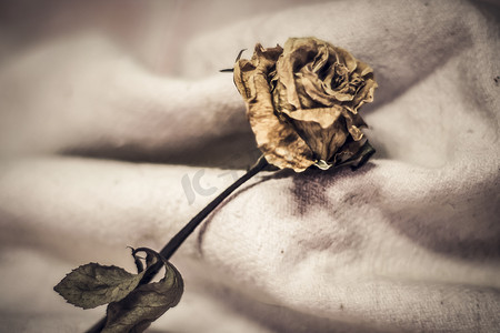 干玫瑰花瓣正在掉落（白色背景），心碎，丢失或失望。不可爱的概念想法。