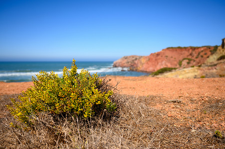 蓝色背景长图摄影照片_阿尔加维的悬崖上长着贫瘠的植物。