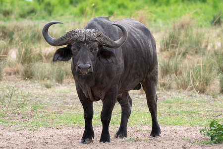 非洲水牛，Syncerus caffer