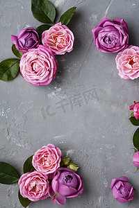 粉红玫瑰躺在灰色的混凝土背景上。