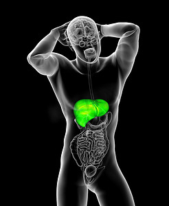 胃肝肾摄影照片_3d 渲染肝脏的医学插图
