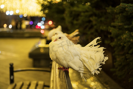 和平的白鸽摄影照片_夜晚城市里的白鸽。