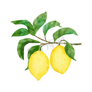 手绘春天叶子摄影照片_水彩手绘插图，配有黄色成熟的地中海柠檬和绿色优雅的叶子。