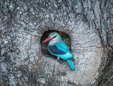 克鲁格国家公园树洞里的林地翠鸟