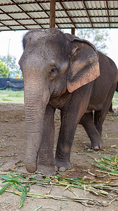 在泰国清迈省湄唐的大象护理保护区，大象以甘蔗和竹子为食时的鼻子特写。