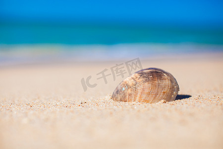 贝壳摄影照片_贝壳特写镜头在背景海的