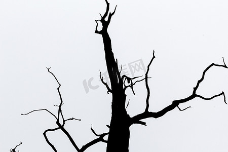 树细节视图的黑白剪影