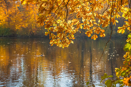 十一月风景摄影照片_秋天的风景。