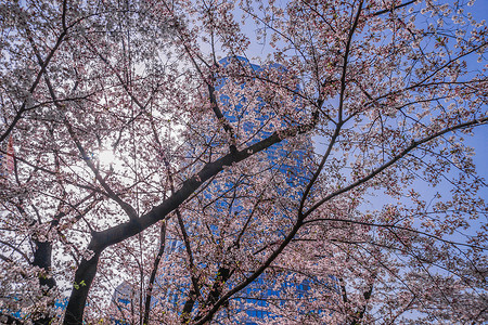 樱花山摄影照片_目木樱花和六本木新城