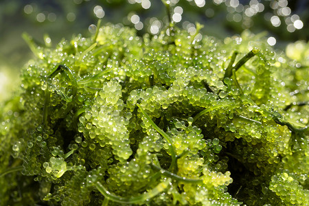 海葡萄（绿鱼子酱）海藻，健康食品