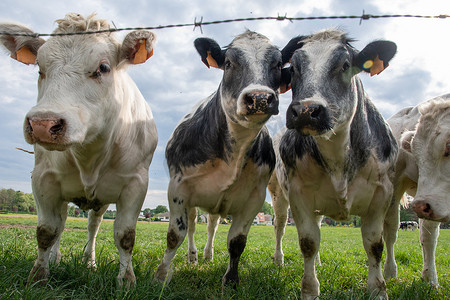 一群五颜六色的黑白奶牛在绿草的畜栏里吃草