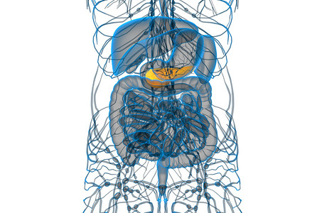 3d 渲染胆囊和胰腺的医学插图