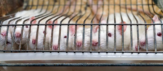 被困在笼子里的实验室老鼠看起来很害怕